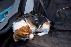 Koira matkustaa turvallisesti esimerkiksi turvavyövaljaissa takapenkillä. Kuva: Ville-Veikko Heinonen/Liikenneturva
