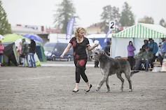 C.I.B, POHJ MVA, FI MVA, SE MVA, NO MVA, EE MVA, LV MVA Tinwhistle`s Silver Thunderbird omistajansa Marika Rissan kanssa Miljoona Koira –näyttelyssä kesällä 2015.