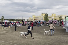 Miljoona Koira –näyttely kerää koiraihmiset jälleen Kyläkaupalle 11.-12.6.2016.