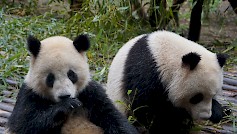 Jättiläispanda on melko hellyttävän oloinen, vaikka painaakin aikuisena noin 100 kiloa. Jättiläispandoja elää Kiinassa vapaana 1864 ja tarhoissa 464 pandaa. Kiinan ulkopuolella on tällä hetkellä yhteensä 53 pandaa kolmessatoista maassa ja kahdessatoista eri eläinpuistossa.