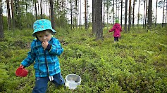 Kyläkaupan valikoimista voi hankkia kaiken tarvittavan marjastukseen. Perheen pienimmiltäkin poimiminen käy hienosti – suoraan suuhun tai omiin pikku astioihin.