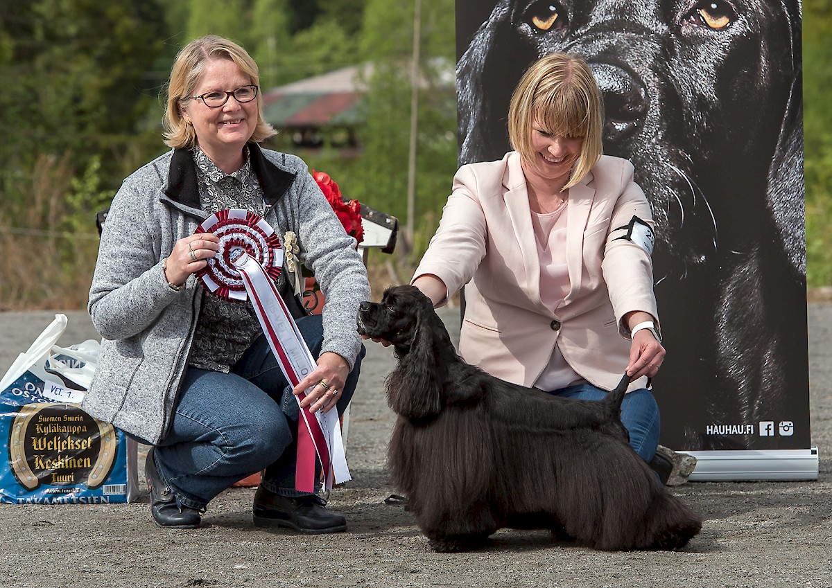 Miljoona Koira tuo Tuuriin jälleen satoja erilaisia koirarotuja 9.-10.6.2018.  Kuvassa vuoden 2017 Best In Show veteraani, amerikancockerspanieli Pointbreak Good Girl Gone Bad (om. Nevalainen Merja, Lohja).