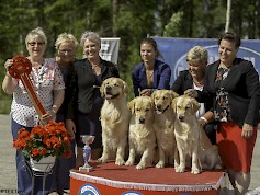 Miljoona Koira tuo Tuuriin jälleen satoja erilaisia koirarotuja 8.-9.6.2019. Kuvassa Miljoona Koira 2018 sunnuntain paras kasvattajaryhmä, kultainennoutaja Thanks Again (Birgitta Immonen), tuomarina toimi Irina Poletaeva.  Kuva. TEXTerri