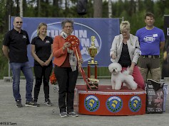 Miljoona Koira tuo Tuuriin jälleen satoja erilaisia koirarotuja 8.-9.6.2019.  Kuvassa Miljoona Koira 2018 Best in Show, bichon frisé Jitterbob Clap Your Hands (om. Marella Närkki, Porvoo).  Kuva. TEXTerri