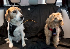 Koirat matkustavat mukavasti kunnon turvavaljaissa takapenkillä tai asianmukaisessa kuljetushäkissä. Matkustustapa kannattaa opettaa pennusta pitäen. Kuva: Ville-Veikko Heinonen