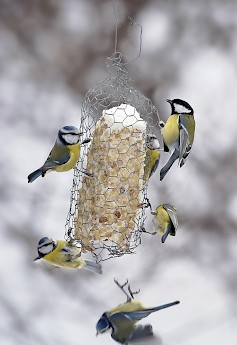 Lintujen talviruokintakausi on käynnistynyt. BirdLife Suomi muistuttaa myös 25.-26.1. toteutettavasta Pihabongauksesta, josta saa lisätietoja www.birdlife.fi Kuva: Pekka Nurminen.