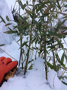 Bambu sietää lunta ja pakkasta.
