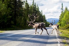 Isomman eläimen kuten poron kanssa kolaroitaessa on aina ilmoitettava asiasta poliisille. Kuva: Tuomas Heinonen/Rodeo