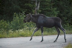 Hirvi liikkuu hämärällä ja saattaa rynnätä tielle yllättäen. Käytä kaukovaloja hämärällä aina kun se on mahdollista. Kuva: Liikenneturva/Nina Mönkkönen