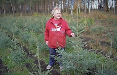Asta Pesosen taimitarhalla kasvaa mustakuusen ja tavallisen kuusen lisäksi kattava valikoima erikoiskuusia, kuten Luzinkuusta, engelmanninkuusta, valkokuusta, Serbiankuusta ja balsamikuusta.