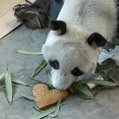 Panda valmistautuu joulunviettoon.