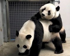 Ähtäri Zoon pandojen tapaaminen sujui yritteliäästi ja ystävällisissä merkeissä