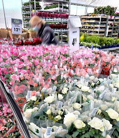 Suomen suurimman Pihamyymälän avajaisia vietetään lauantaina 8.5.2021. Pihamyymälän runsaista valikoimista voi hankkia esimerkiksi ihanat kukkalahjat äitienpäiväksi.