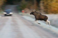 Ajallisesti hirvieläinonnettomuudet sijoittuvat usein lähitunteihin ennen ja jälkeen auringonlaskun, eli pimeää ja hämärää on valtaosassa kolareista. Kuva: Ari Ahtiainen / Liikenneturva