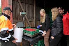 Teuvo Saaren tuomia puolukoita vastaanottamassa Nella Arosarka ja Aino Ala-Salmi. Piia Pyhälahti taustalla seuraa marjakorin täyttymistä. Teuvo Saari sanoi melko hyvin kypsyneitä puolukoita löytyneen etelänpuoleisen ison metsän ja taimikon rajan tienoilta.