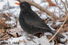 Mustarastaasta on tullut tuttu näky ruokintapaikoilla. Kuva: Jukka T. Helin.