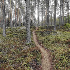 Rasti-Jussit ja Komia Flow toivottavat kaikki yhdessä liikkumaan ja nauttimaan luonnosta Seinäjoelle Jouppilanvuoren hienoille poluille.