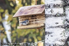 Pähkinänakkeli on Suomessa harvinainen laji, sen voi tavata lintujen ruokintapaikoilta loppuvuodesta ja talvella.  Kuva: Jukka T. Helin.