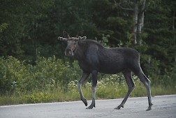 Riski törmätä hirvieläimeen on suuri etenkin niillä alueilla, joilla riista-aidat alkavat ja päättyvät. Nina Mönkkönen / Liikenneturva