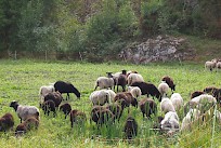 Lampaita laitumella. Kuva: Pro Luomu ry
