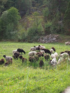 Lampaita laitumella. Kuva: Pro Luomu ry