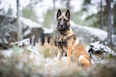 Vuoden poliisikoira 2023 Piki Kuvaaja: Jukka Pätynen, koirakuvat.fi