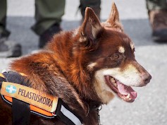 Kuva: Karhuseudun Etsintäkoirat