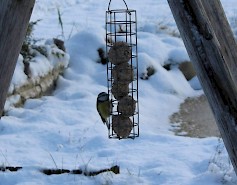 Linnut tarvitsevat talviruokintaa. Kuva: Niko Mäkelä.