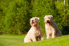 Vehnäterrierit. Kuva: Aino Pikkusaari Aino Pikkusaari