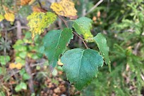 Koivun siemensato on tänä vuonna runsas. Kuva: Metsäkeskus.
