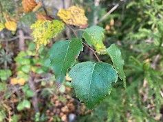 Koivun siemensato on tänä vuonna runsas. Kuva: Metsäkeskus.