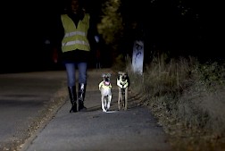 Liikenneturvan tuoreen kyselyn mukaan heijastimen käyttö koetaan turvavyön jälkeen tärkeimmäksi turvavarusteeksi, ja valtaosa suomalaisista käyttääkin heijastinta melko tunnollisesti.