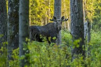 Eläinkolarit ovat olleet useiden vuosien ajan laskussa, mutta tänä vuonna ne ovat lähteneet Ifin tilastojen mukaan taas kasvuun. Photo by Erik Karits/Pexels