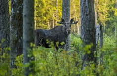 Eläinkolarit ovat olleet useiden vuosien ajan laskussa, mutta tänä vuonna ne ovat lähteneet Ifin tilastojen mukaan taas kasvuun. Photo by Erik Karits/Pexels