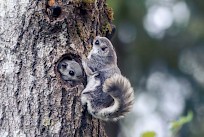 ”Toki kyseessä on poikkeuksellisen söpö eläin – mutta kyse on paljon enemmästä!” väitöskirjatutkija Gerrit Wehrenberg sanoo. Kuva: Pekka Takamaa