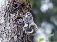 ”Toki kyseessä on poikkeuksellisen söpö eläin – mutta kyse on paljon enemmästä!” väitöskirjatutkija Gerrit Wehrenberg sanoo. Kuva: Pekka Takamaa