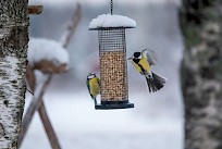 Linnut ovat jälleen saapuneet talviruokintapaikoille. Kuva: Niko Mäkelä.