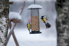 Linnut ovat jälleen saapuneet talviruokintapaikoille. Kuva: Niko Mäkelä.