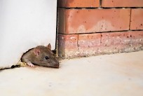 Rotan vahvat hampaat pureutuvat jopa betonin läpi. Ne pääsevät tunkeutumaan sisään myös yllättävän pienistä rakosista. Rentokil Initial