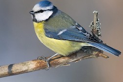 Sinitiainen, blåmes. Kuva:Tero Pelkonen