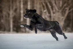 Labradorinnoutaja on vuodesta toiseen Suomen suosituin koirarotu. Ida Lehtonen/IdaPhotos