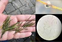 Kuvassa ruskovyökaristeen aiheuttamaa kasvitautia. Vasemmalla: Oireisia neulasia kerättiin vuorimännystä lokakuussa 2025. Oikealla: Mustaa sienirihmastoa kasvoi ruskeiden laikkujen kohdalta. Rihmastosta mikroskopoitiin Lecanosticta acicola -sienen tuottamia itiöitä.