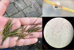 Kuvassa ruskovyökaristeen aiheuttamaa kasvitautia. Vasemmalla: Oireisia neulasia kerättiin vuorimännystä lokakuussa 2025. Oikealla: Mustaa sienirihmastoa kasvoi ruskeiden laikkujen kohdalta. Rihmastosta mikroskopoitiin Lecanosticta acicola -sienen tuottamia itiöitä.