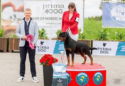 Miljoona Koira tuo Tuuriin jälleen satoja erilaisia koirarotuja 6.-7.6.2026. Kuvassa vuoden 2025 BIS rottweiler Heizelwood Vito, omistaja Tuominen Susanna. Lisäksi kuvassa tuomari Perttu Ståhlberg. Kuva Frida Slotte