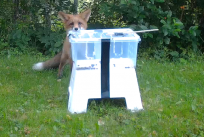 Kettu tutkii rohkeasti ruokasyöttiä tutkimuksessa mukana olleella turkulaisella yksityispihalla. Riistakamerakuva kesän 2025 käyttäytymiskokeista.