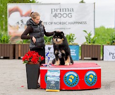 Miljoona Koira tuo Tuuriin jälleen satoja erilaisia koirarotuja 6.-7.6.2025. Kuvassa vuoden 2025 paras sinivalkoinen suomenlapinkoira Peikkovuoren Caesar, jonka omistavat Miettinen Jaana ja Friman Taina. Kuva Frida Slotte