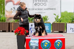 Miljoona Koira tuo Tuuriin jälleen satoja erilaisia koirarotuja 6.-7.6.2025. Kuvassa vuoden 2025 paras sinivalkoinen suomenlapinkoira Peikkovuoren Caesar, jonka omistavat Miettinen Jaana ja Friman Taina.  Kuva Frida Slotte