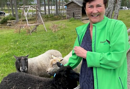 Kuvassa operatiivinen johtaja   Kristiina Peltomäki Suomenlampaiden Vilman, Himmelin ja Tuutikin kanssa.