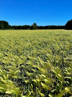 Kuvan ohraviljelmä odottaa vielä tuleentumista. Tuleentumisprosessin edetessä kasvusto ja tähkät muuttuvat kellertäviksi. Samalla jyvän kosteus laskee, ja jyvä tuntuu kovemmalta.