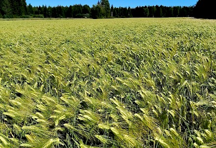 Kuvan ohraviljelmä odottaa vielä tuleentumista. Tuleentumisprosessin edetessä kasvusto ja tähkät muuttuvat kellertäviksi. Samalla jyvän kosteus laskee, ja jyvä tuntuu kovemmalta.